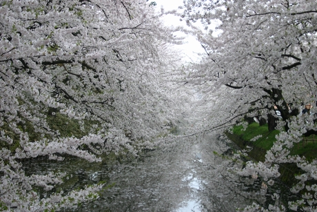 弘前・外堀の桜