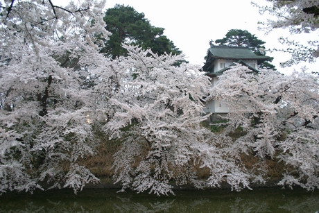 弘前・お城と桜