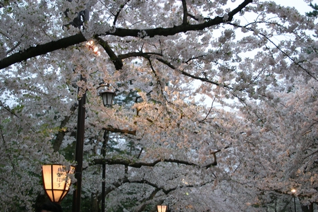 電灯に照らされる桜