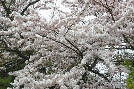 芦野公園駅の桜