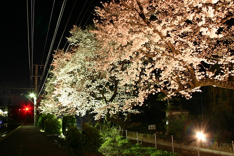 ライトアップされた夜桜と東桂駅ホーム