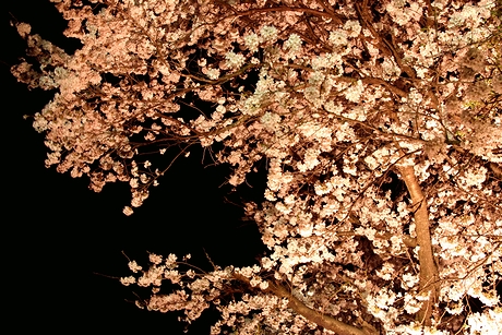 東桂駅の夜桜