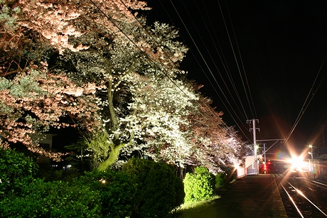 夜桜と、出発する河口湖行き電車