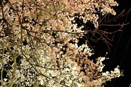 東桂駅の夜桜