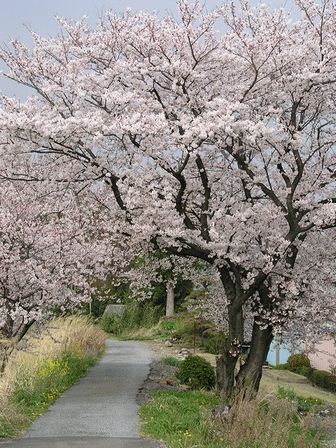 犀川堤防に咲く桜