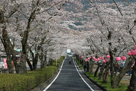 家山・桜のトンネル
