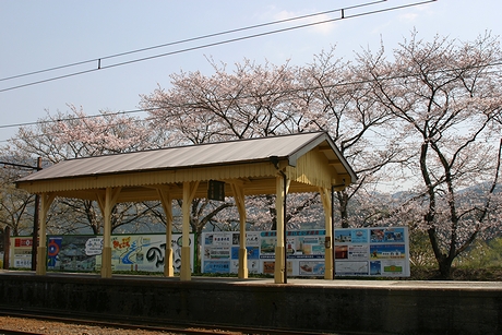 家山駅ホームと桜