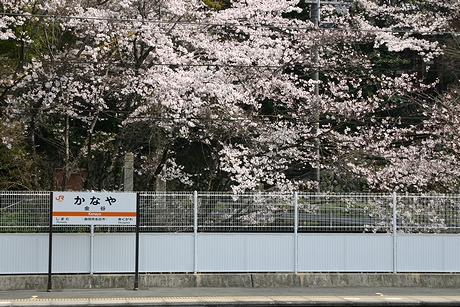 金谷駅ホームと桜