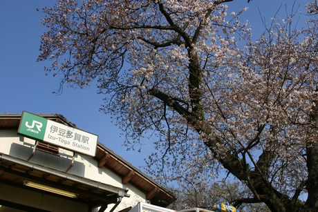 伊豆多賀駅・駅舎と桜