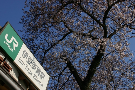 伊豆多賀駅・駅の看板と桜