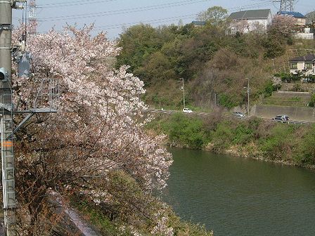 桜と大和川