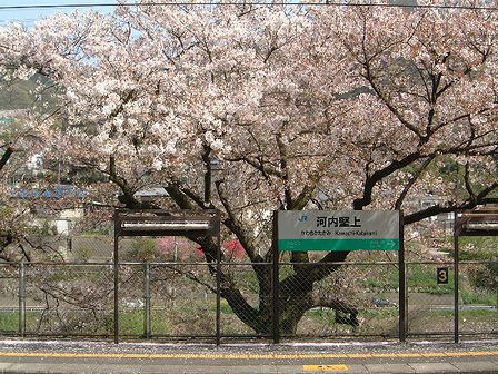 駅名標と桜