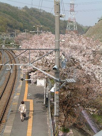 跨線橋から見たホームの桜