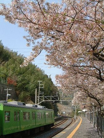 奈良ゆきの電車と桜