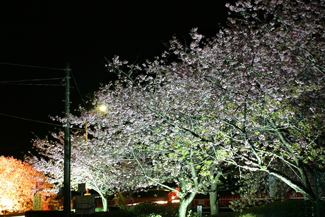 ライトアップされた桜