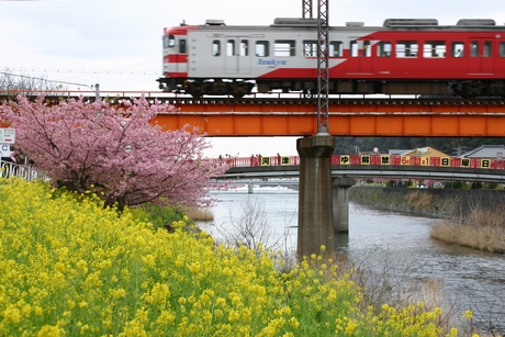 河津川を渡る電車と桜