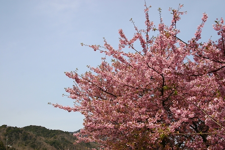 青空の下、河津桜