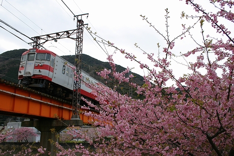 鉄橋を渡る電車と桜