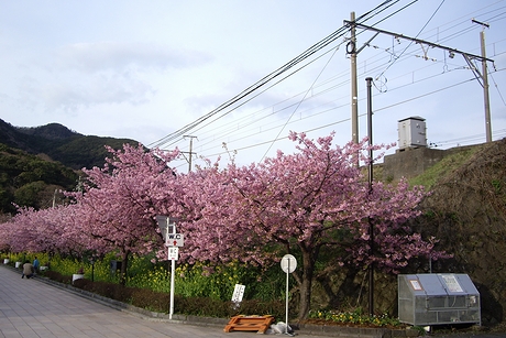 河津駅付近の桜