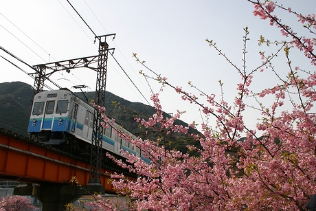 鉄橋と桜ともと東急電車