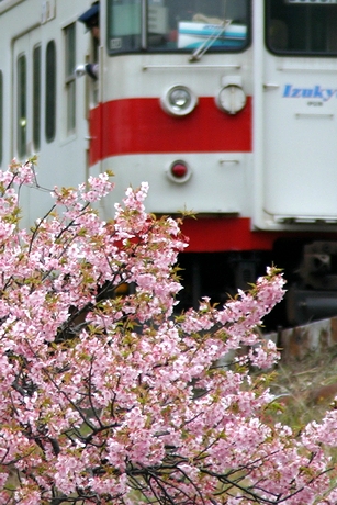桜越しに見る電車
