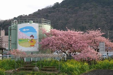 温泉タンクと河津桜