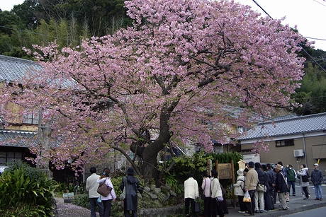 飯田家にある河津桜原木