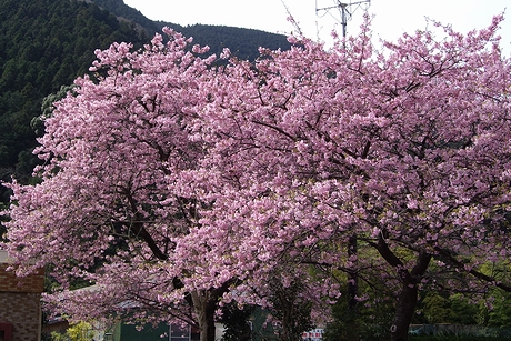 河津七滝近くの桜