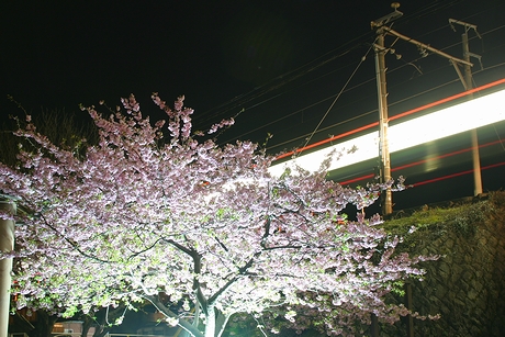 夜桜と通過する電車