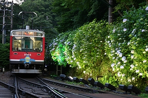 ライトアップされたアジサイと、駅に進入する電車