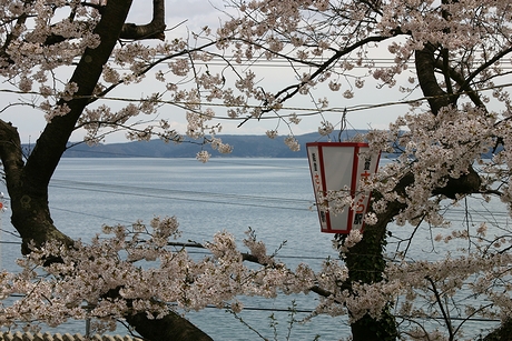 桜越しに見る七尾北湾