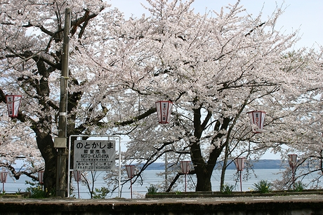 能登鹿島駅駅名標と桜と海
