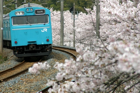 桜と通勤電車・その２