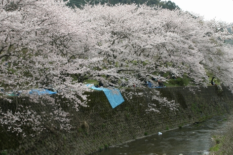 桜の下にはたくさんの花見をする人が居ます。
