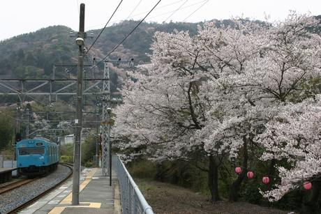 和歌山行き普通電車と桜