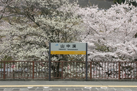 山中渓駅。駅名標と桜