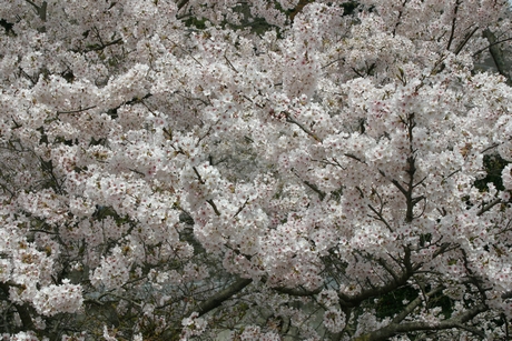 山中渓の桜