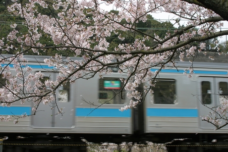 桜と通勤電車